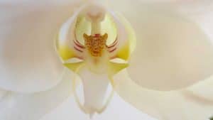 cropped-cropped-cropped-ORCHID-1-1.jpg